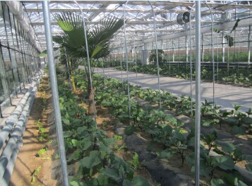 燃煤锅炉蔬菜温室